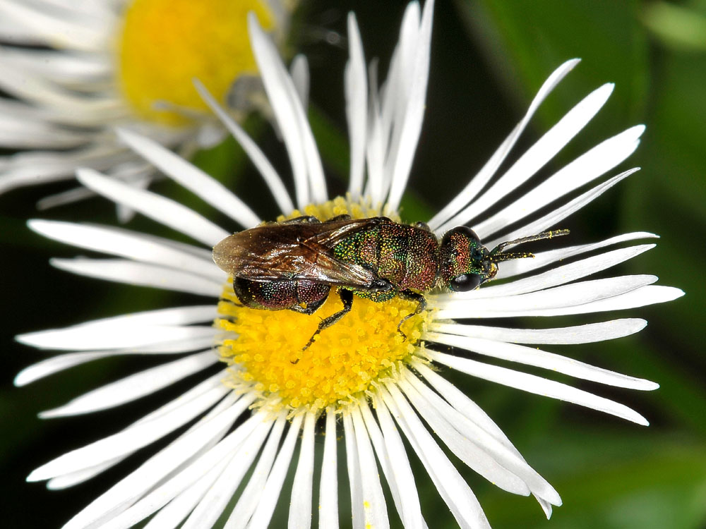 Chrysididae strana: Hedychrum rutilans